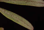 Stiff marsh bedstraw